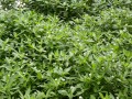 Une nouvelle plante exotique envahissante émergente en région